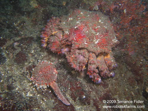 Puget Sound King Crab eating starfish - Discovery Island near Sidney - scuba diving site vancouver island british columbia canada