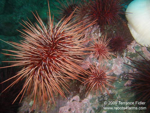 Red and Purple Sea Urchins - Discovery Island near Sidney - scuba diving site vancouver island british columbia canada