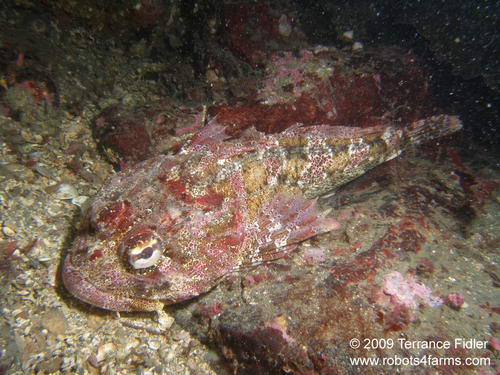 Red Irish Lord - a fish - Discovery Island near Sidney - scuba diving site vancouver island british columbia canada