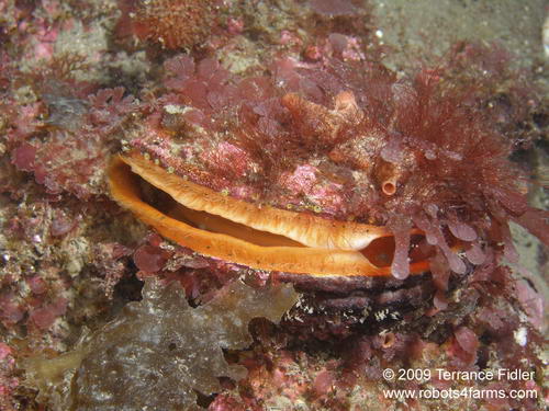 Rock Scallop mollusk  - Discovery Island near Sidney - scuba diving site vancouver island british columbia canada