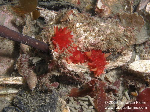 Sea Cucumber and a small hermit crab - Discovery Island near Sidney - scuba diving site vancouver island british columbia canada