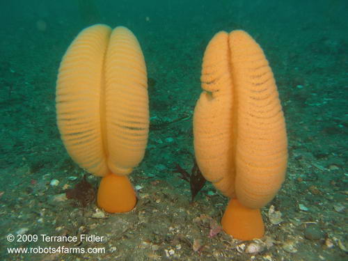 A pair of Sea Pens - Discovery Island near Sidney - scuba diving site vancouver island british columbia canada