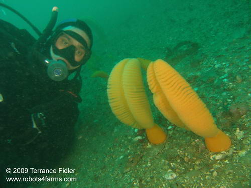 Sea Pens and a Scuba Diver near Victoria British Columbia on Vancouver Island