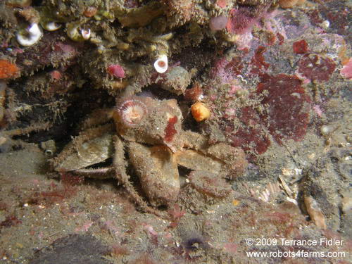 Sharp Nosed Crab and a shrimp - Discovery Island near Sidney - scuba diving site vancouver island british columbia canada