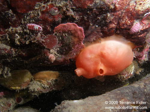 Shiny Sea Peach tunicate