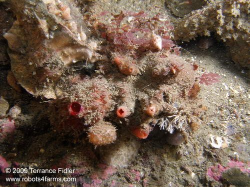 Warty Tunicates