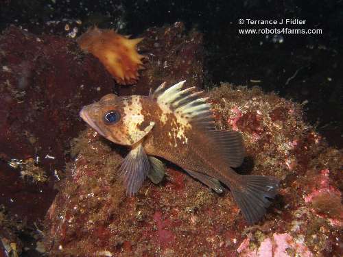 Quillback Rockfish