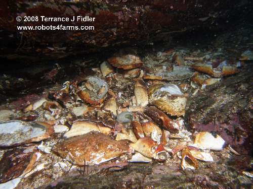 Evidence of an octopus