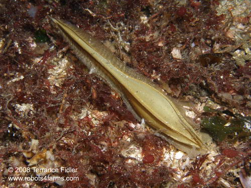 Spotted Ratfish egg case