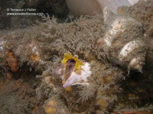 Giant Acorn Barnacle