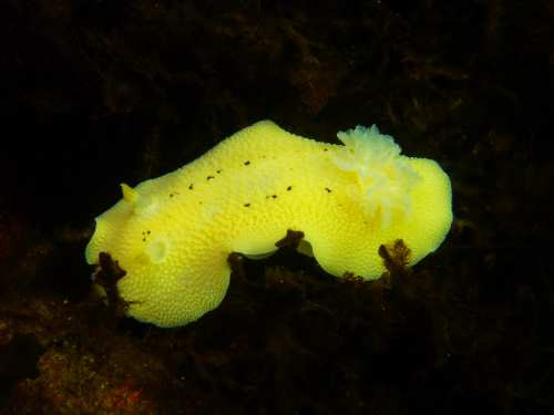 Sea Lemon nudibranch - Henderson Point North Saanich - scuba diving site vancouver island british columbia canada