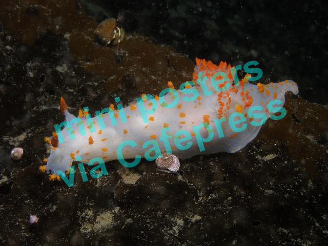 Clown Dorid on Mini Poster
