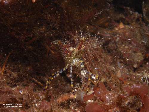 Coonstripe Shrimp