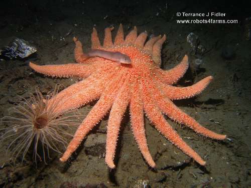 Sunflower Star, Northern Ronquil and Tube Dwelling Anemone