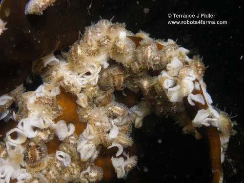 Barnac;e Eating Dorid