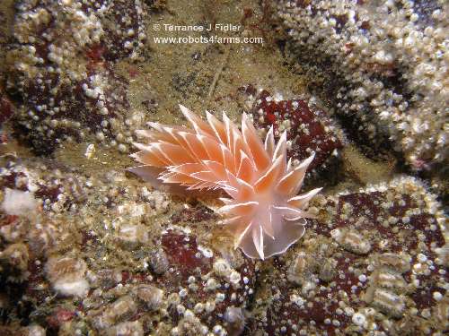 Gold Dirona - nudibranch