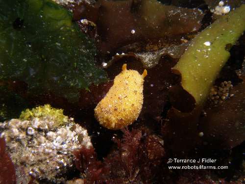 Sea Lemon or Lemon Dorid