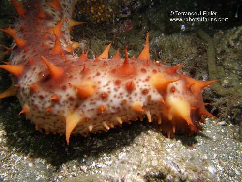Sea Cucumber