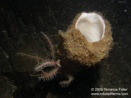Boot Sponge and a Feather Starfish