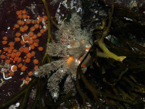 Golf Ball Crab