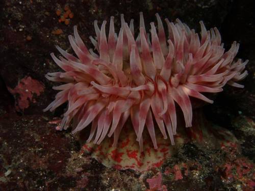 Painted Anemone