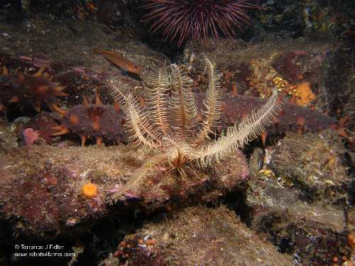 Feather Star