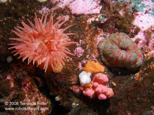 Crimson and Painted Anemone, Red Soft Coral