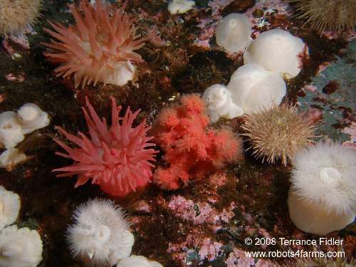 Crimons Anemone, Red Soft Coral, and an Green Sea Urchin