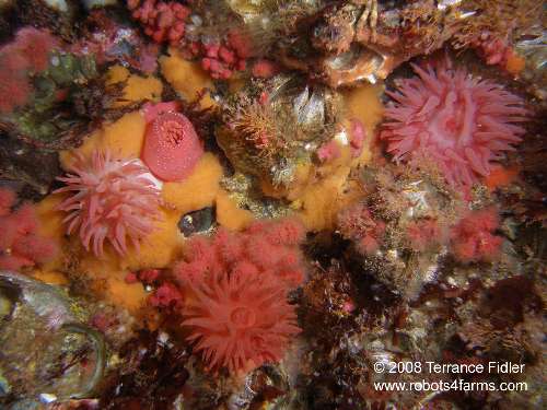 Anemones and Red Soft Coral