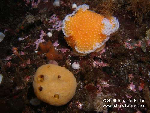 Orange Peel Nudibranch and some sponge