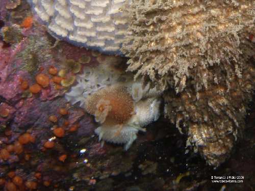 Dorids laying eggs