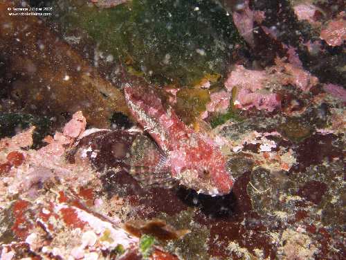 Scaly Head Sculpin