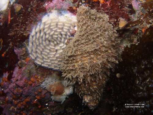 Triton and Dorid