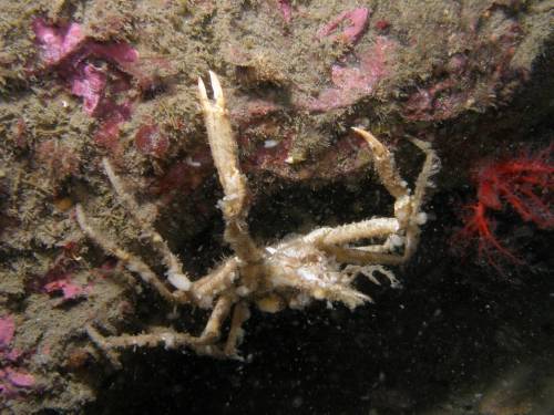 Decorator Crab