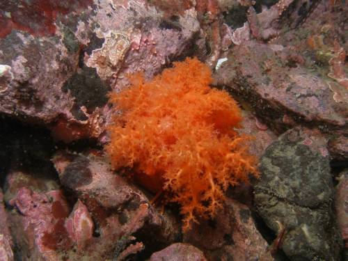 Orange Sea Cucumber