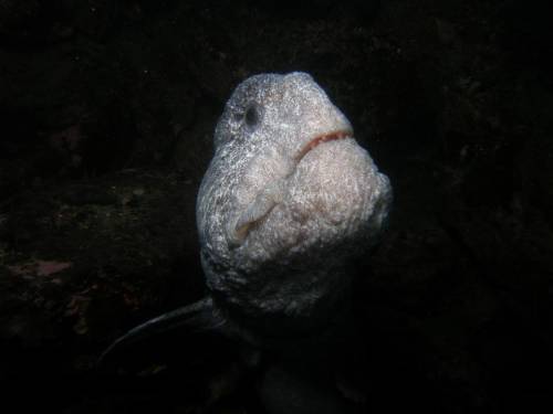 Wolf Eel