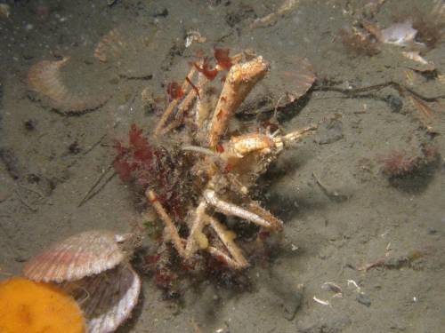 Mating Decorator Crabs