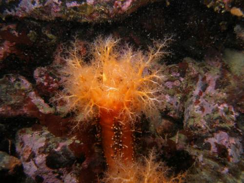 Orange Sea Cucumber