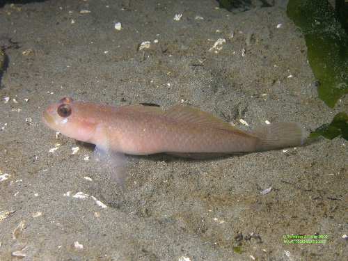 Black Eyed Goby
