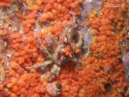 Decorator Crab