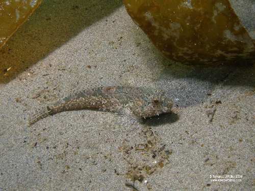 Sculpin