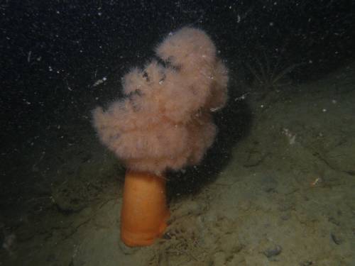 Giant Plumose Anemone