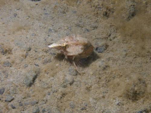 Grunt Sculpin