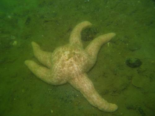 Spiny Pink Star