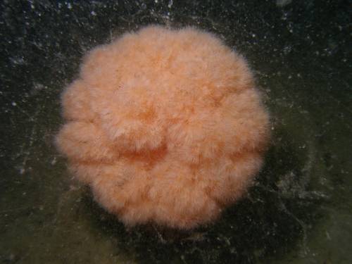 Giant Plumose Anemone