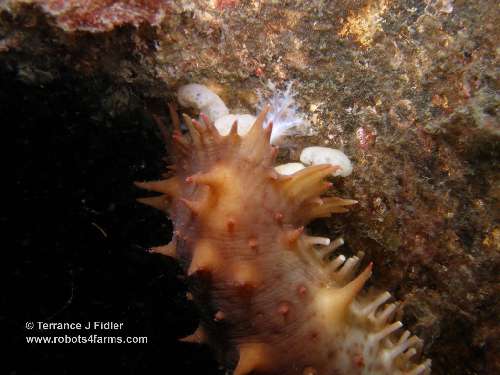 A feeding Sea Cucumber