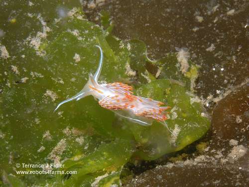 Opalescent Nudibranch