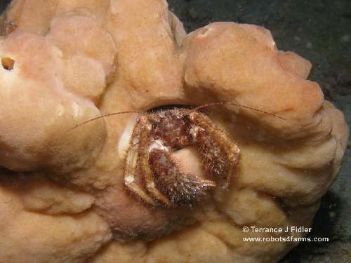 Hairy Hermit Crab in Sponge