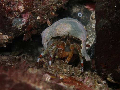 Bering Hermit Crab