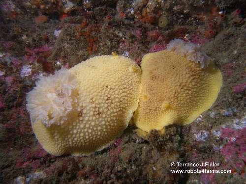 Noble Sea Lemon